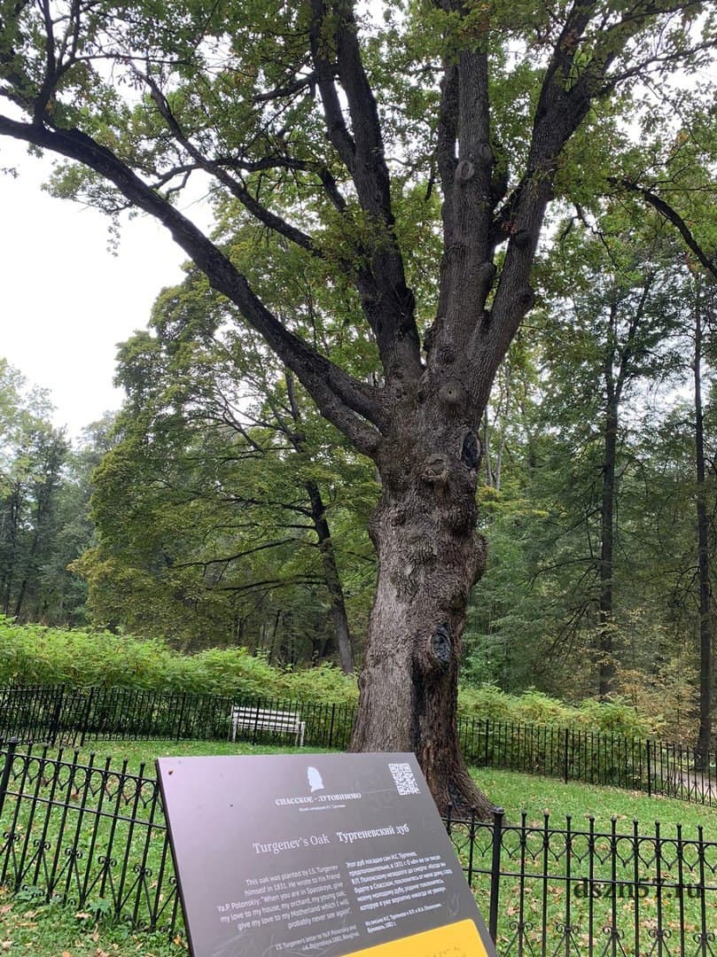 Тургеневский дуб представлен в конкурсе «Российское дерево года»