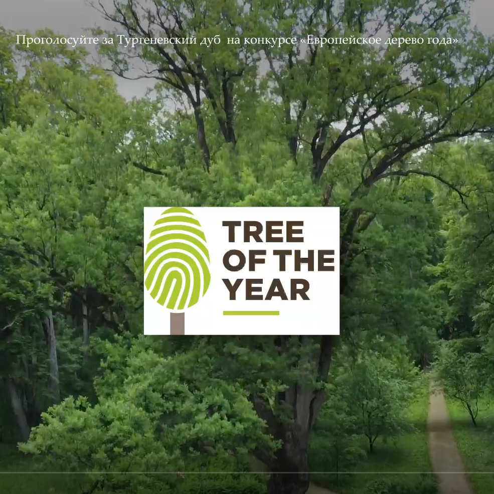 Поддержите Тургеневский дуб на конкурсе “Европейское дерево года”